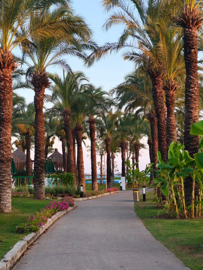 A footpath lined with palm trees in a Riyadh park in the evening