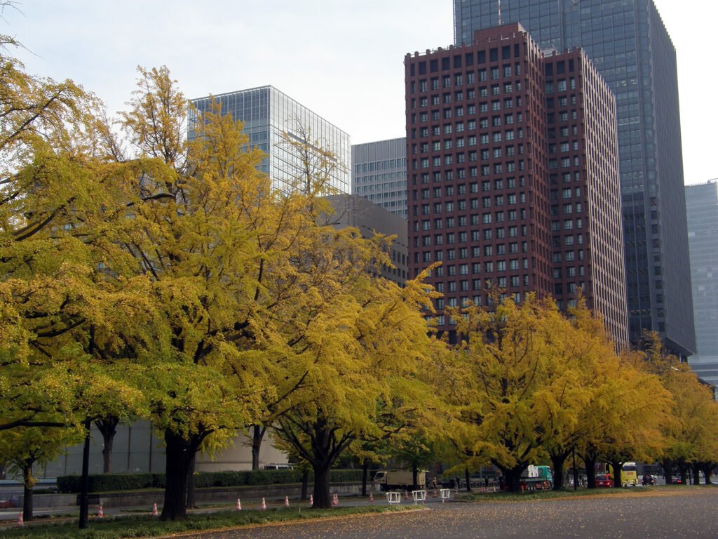 An avenue of golden ginkgo trees in Tokyo in autumn
