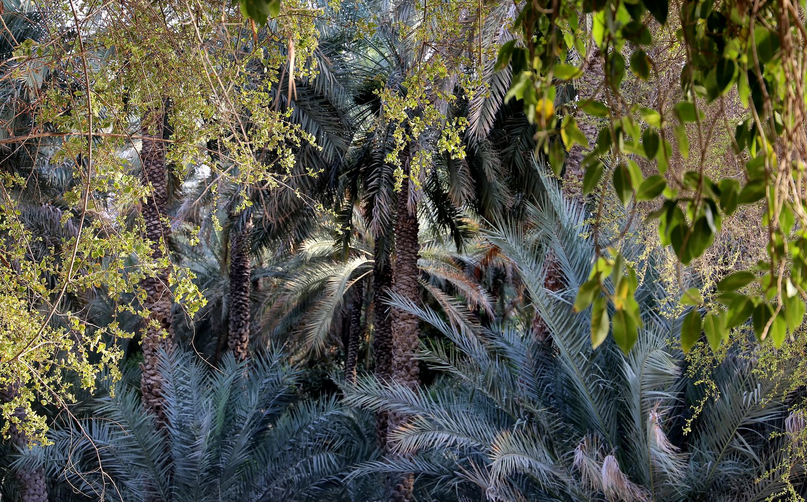 A narrow water channel running between date palms in Al Ain Oasis