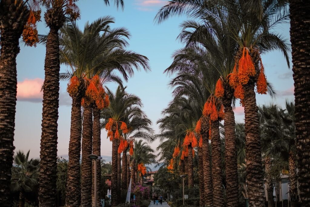 A date palm grove in golden evening light