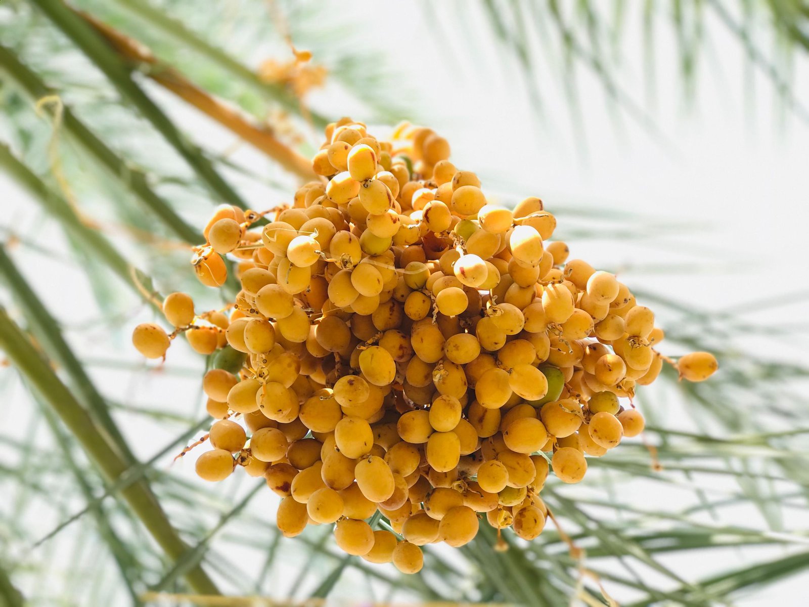 Clusters of fresh dates hanging on a date palm