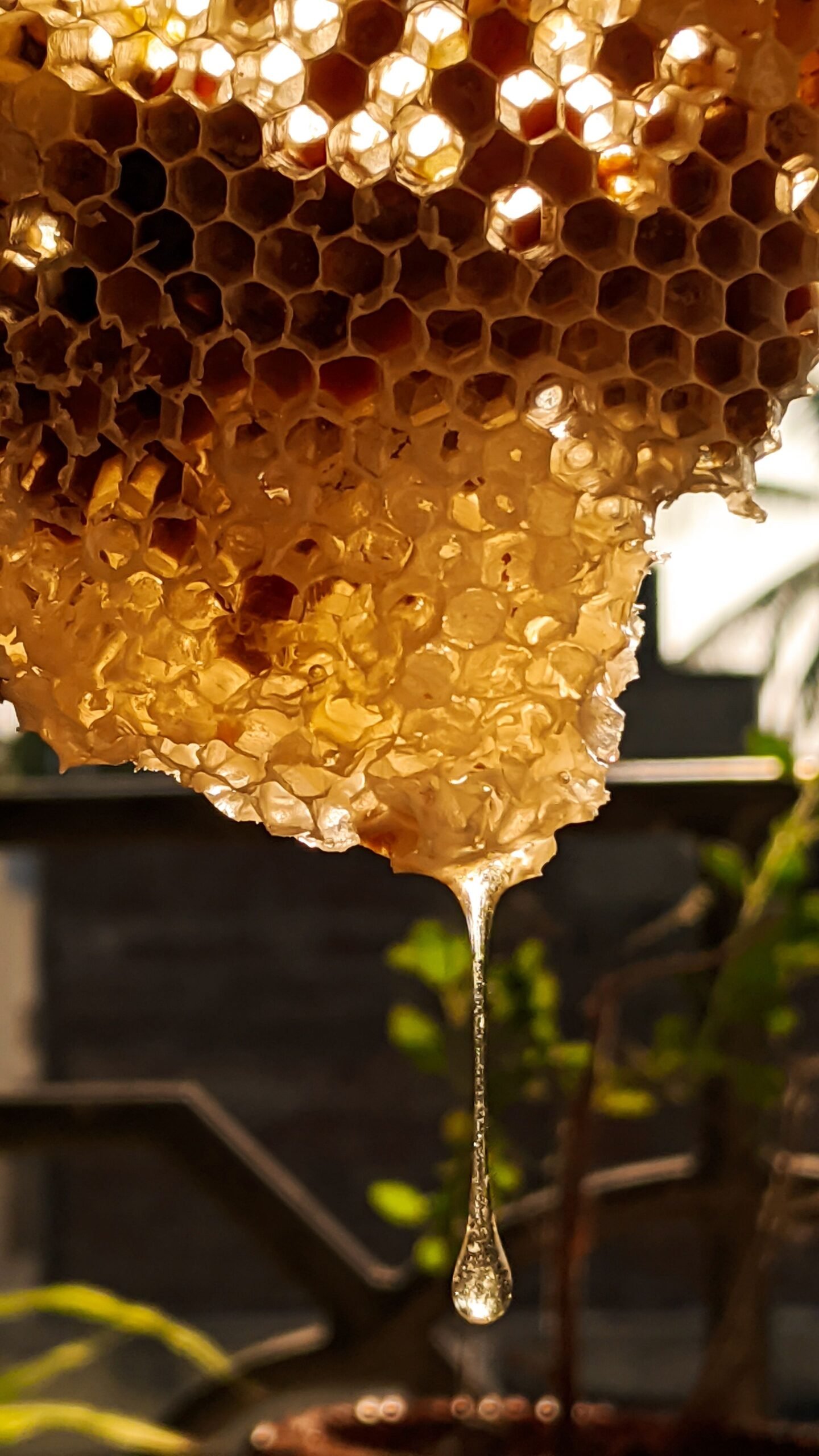Golden honey dripping from a honeycomb