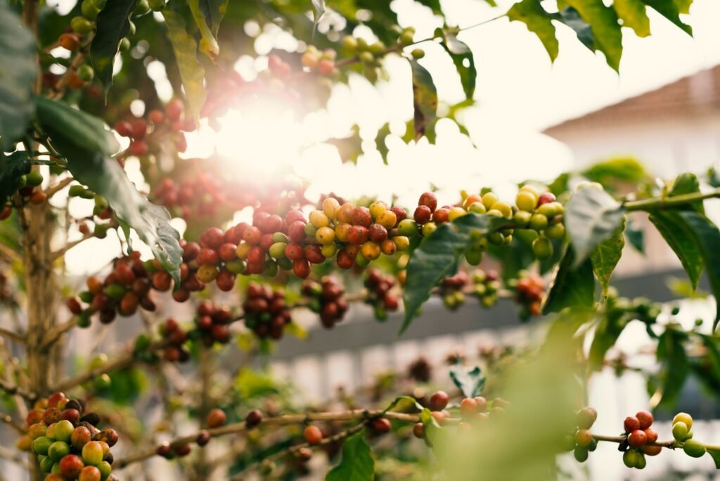Red coffee cherries on a branch