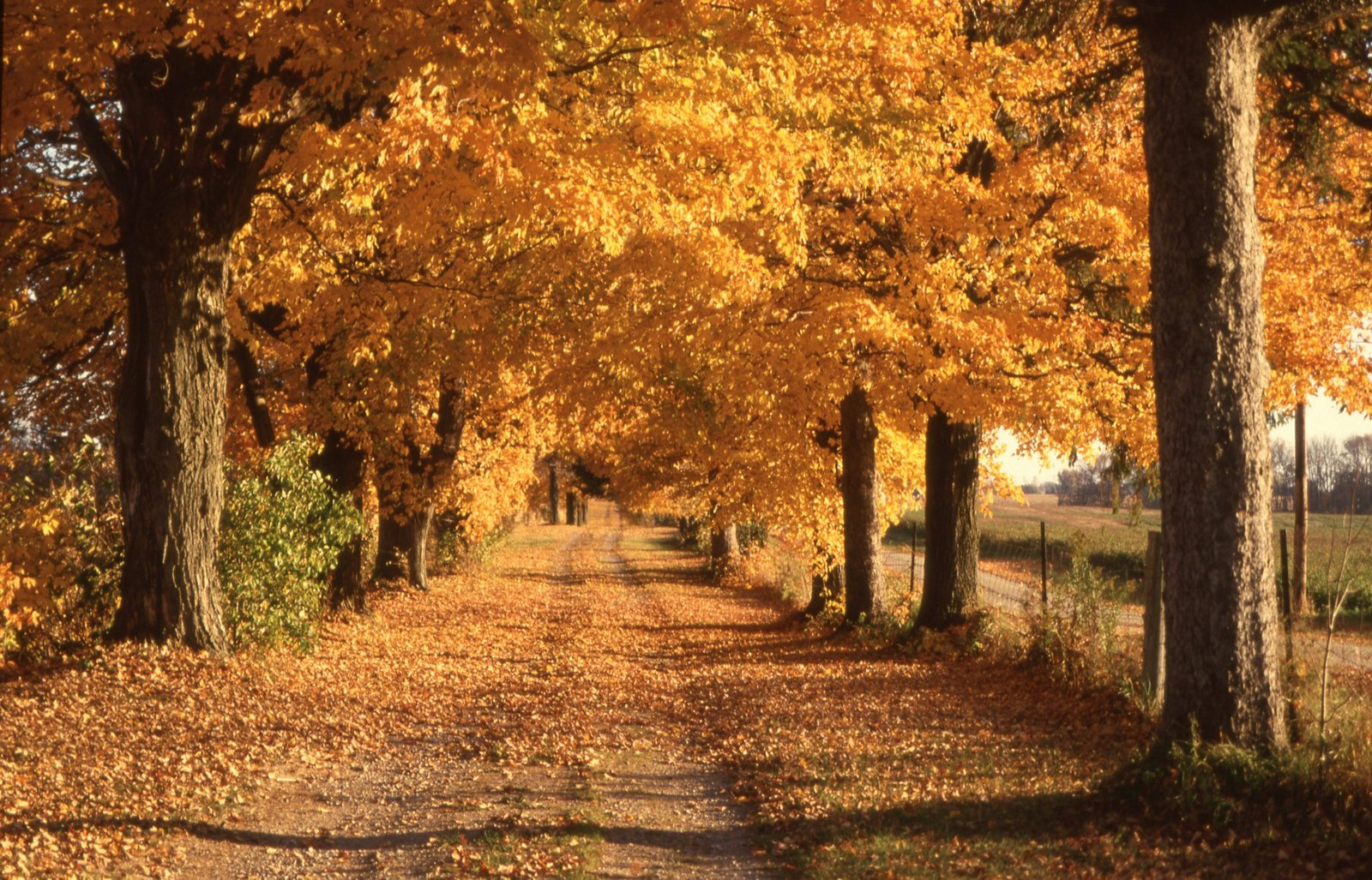 A country road running between autumn trees in soft golden light