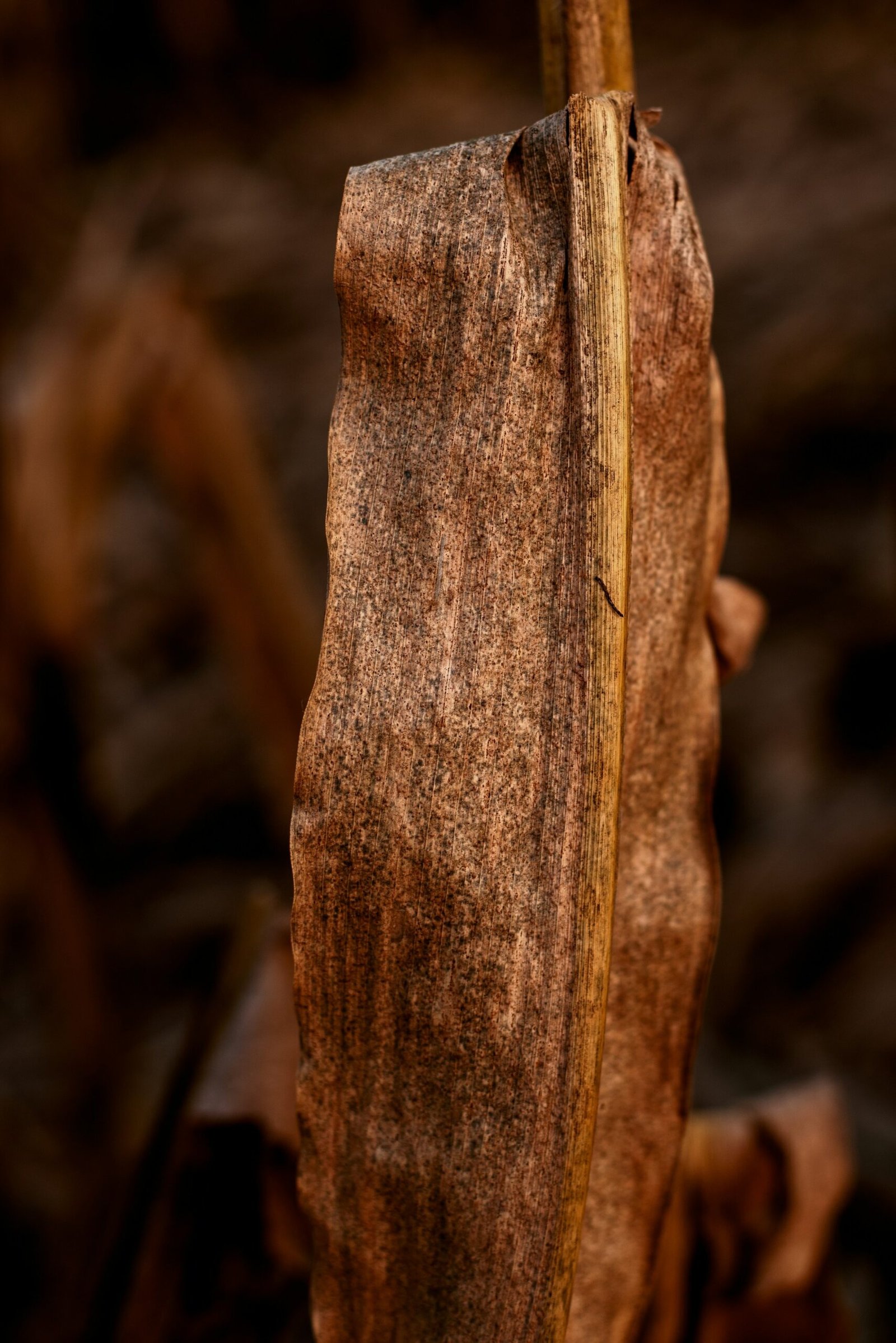 A piece of agarwood, close up