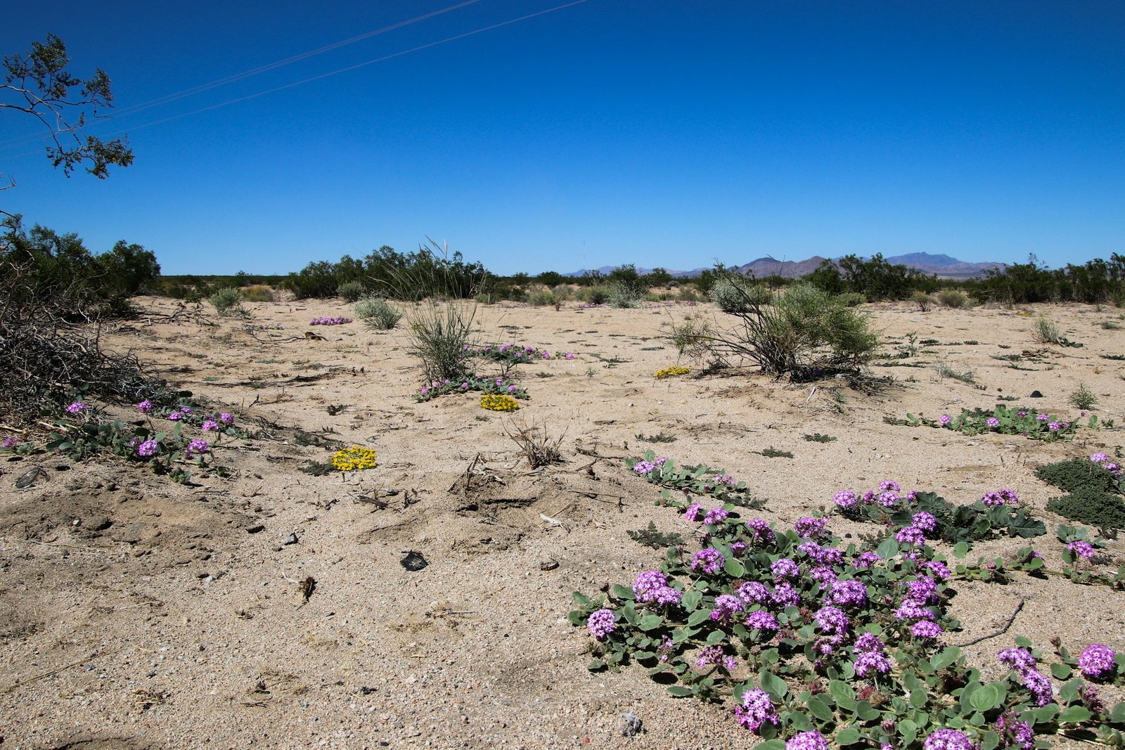 Desert plants flowering on sandy ground after rain