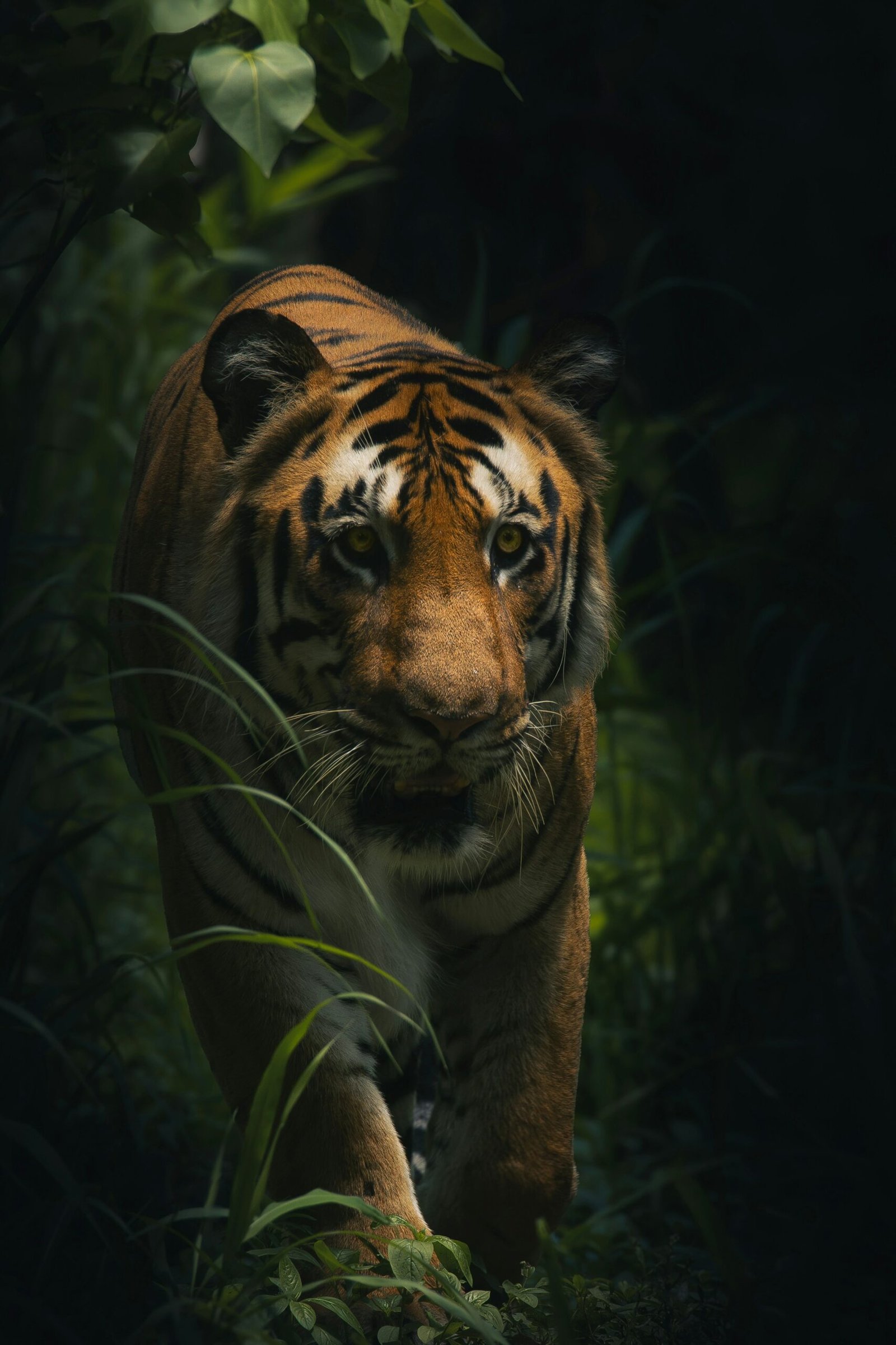 A tiger resting in dappled shade