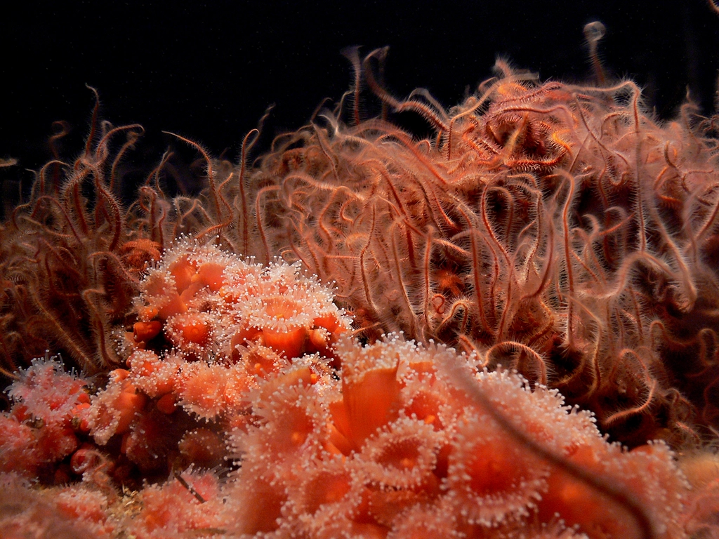 A colourful coral reef with small fish in clear blue water